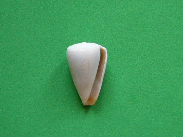 Conus vayssierei e C. ventricosus